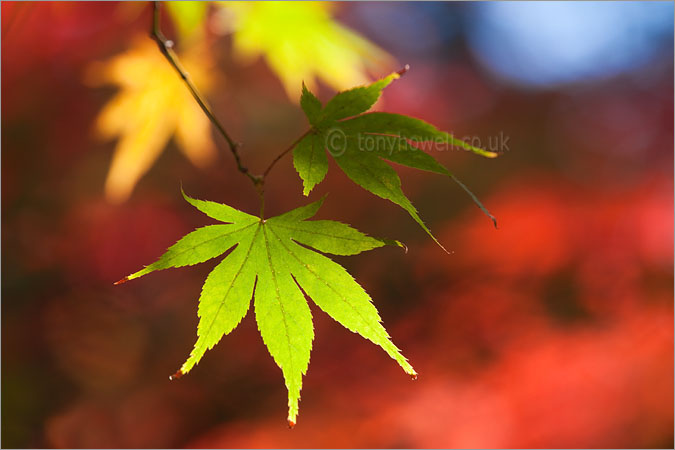 Maple Leaves